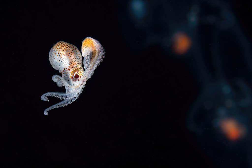 Free Swimming Nautilus Argonaut Octopus with a Salp in the background