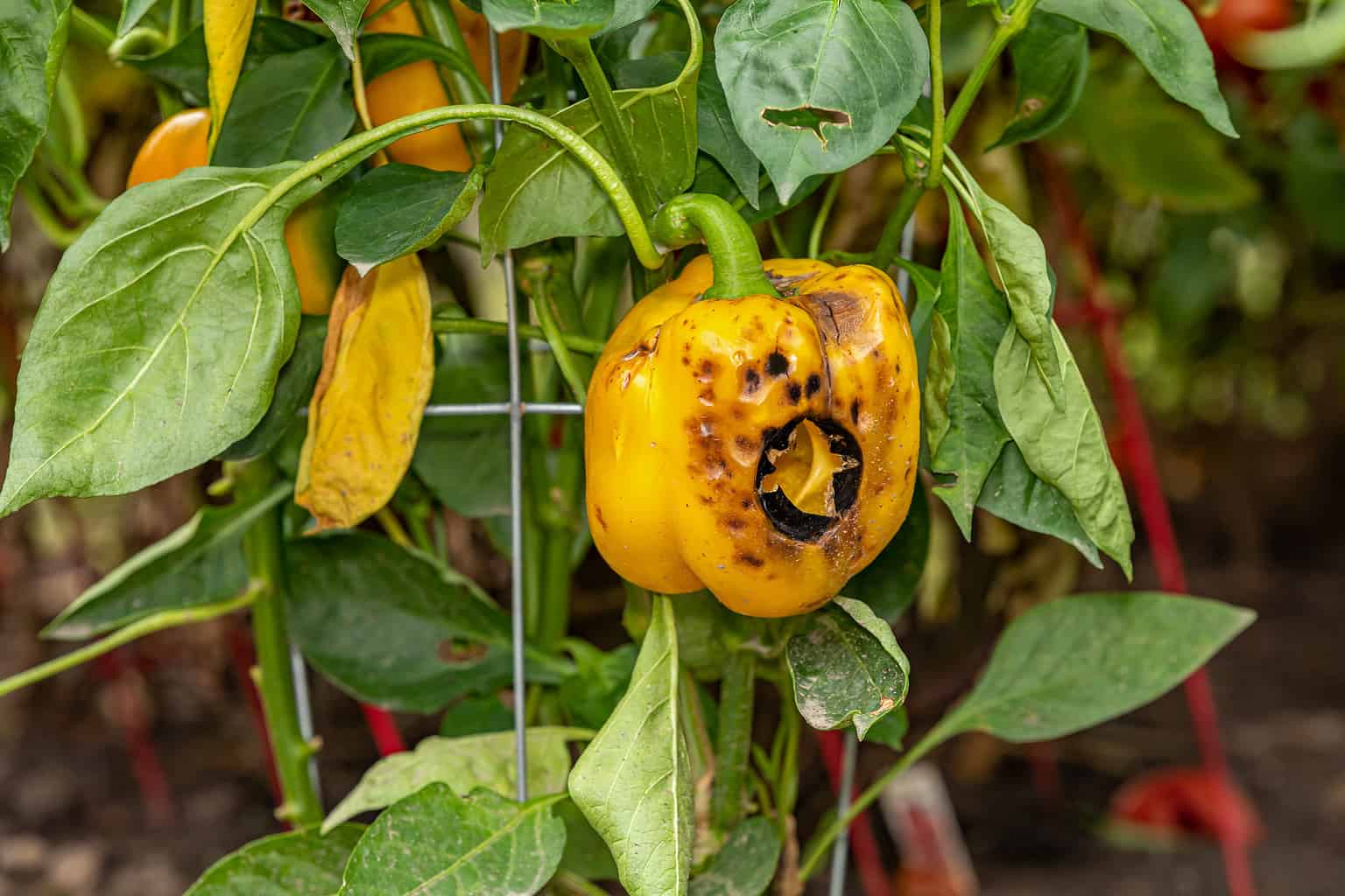 8 Signs You Might Be Over-Pruning Your Plants - Over Pruning Symptoms