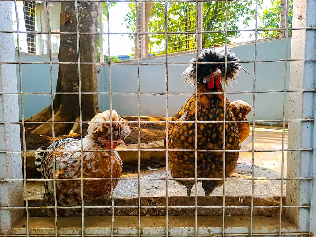 Polish chicken in the farm