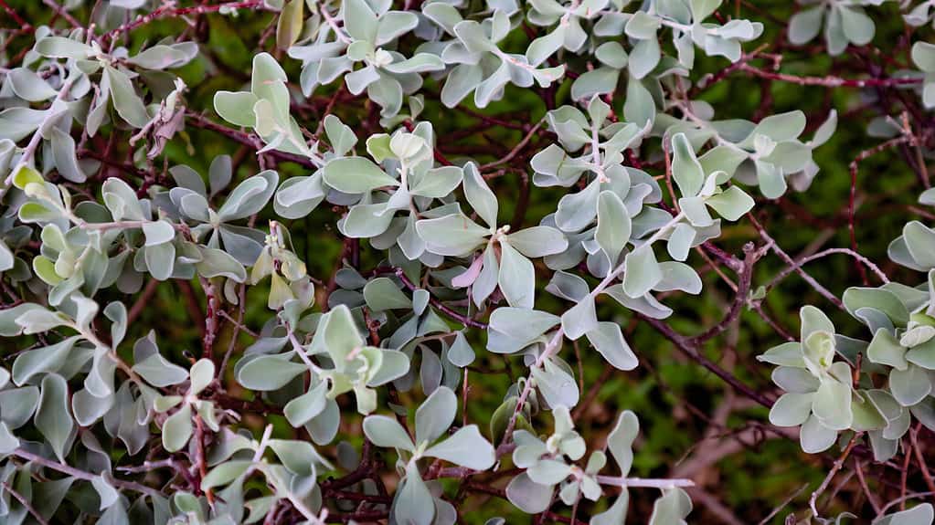 Leucophyllum frutescens shrub, texas sage, close up on silver gray leaves of Texas sage in a garden