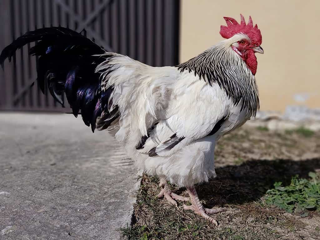 Rooster on grass in a garden.