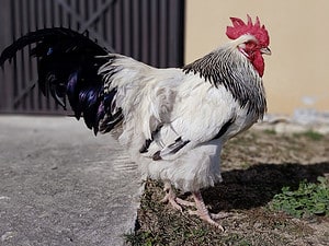 Sussex Chicken Lifespan: How Long Do Sussex Chickens Live? Picture