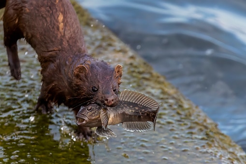 American mink (Neovison vison)