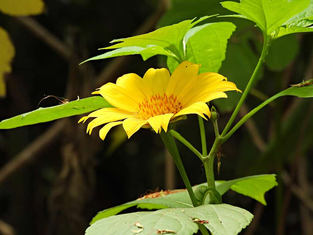 Mexican sunflower (Tithonia rotundifolia)