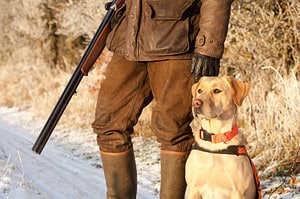 The 170 Best Hunting Dog Names for Males and Females Picture