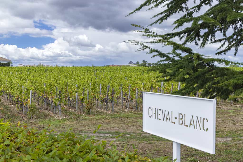 Typical vineyards (1er Grand Cru Classe A) near Chateau Cheval Blanc, Saint-Emilion, Aquitaine, France