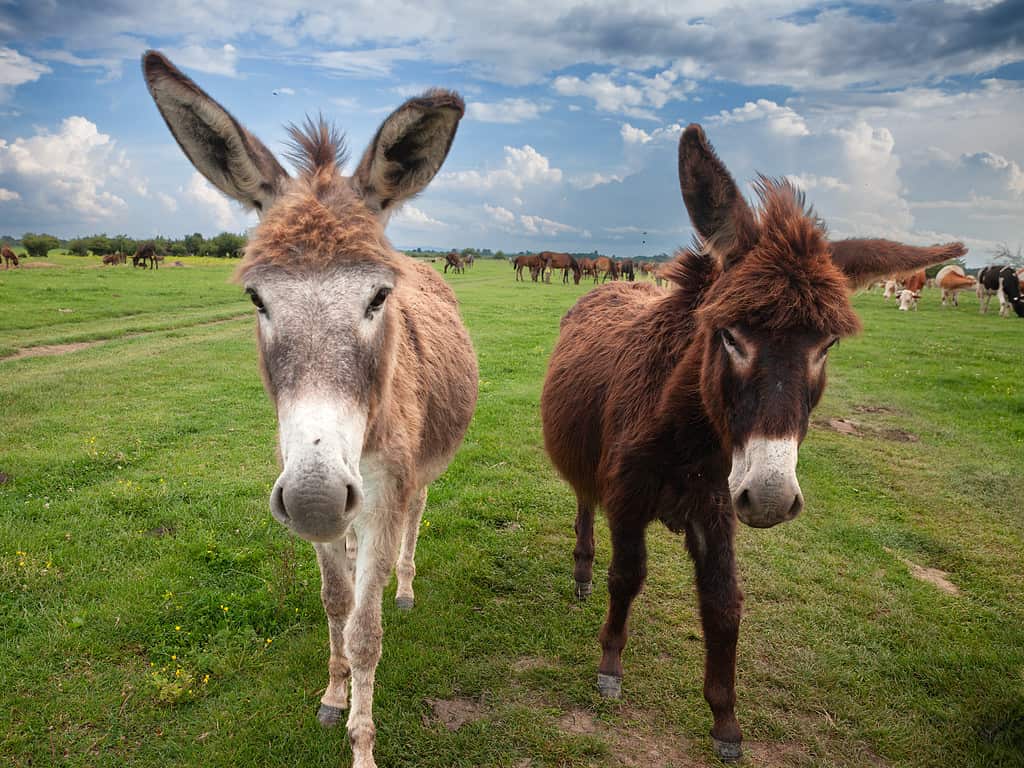 Selective blur on a mule an a donkey looking skeptical and determined at a camera with a cloudy grey sky in Zasavica, Serbia. A mule is a hybrid of a donkey and a horse.