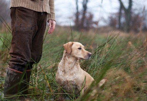 Hunter with a hunting dog