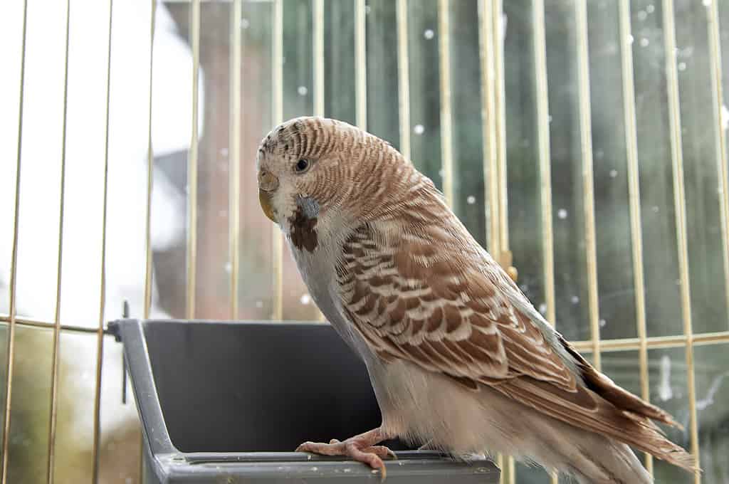 A gray budgerigar sits on a feeder in a golden cage
