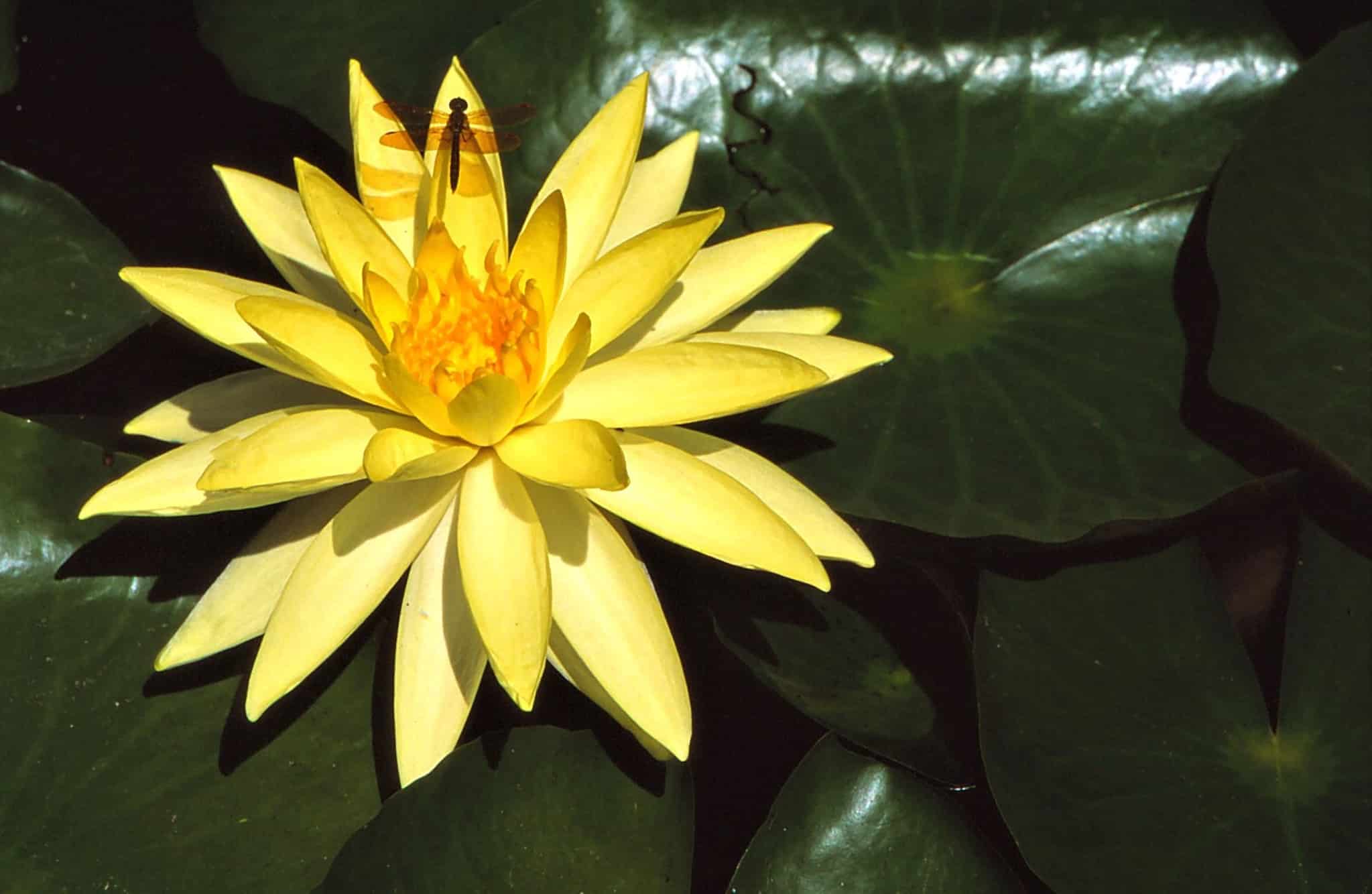 Water Lily Meaning Symbolism And Proper Occasions A Z Animals   GettyImages 1618738982 2048x1334 