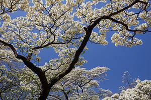 The 13 Best Flowering Trees for Arkansas Yards Picture