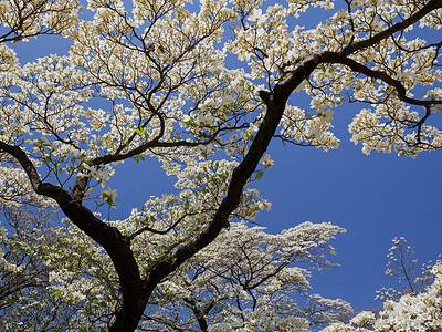 A The 13 Best Flowering Trees for Arkansas Yards