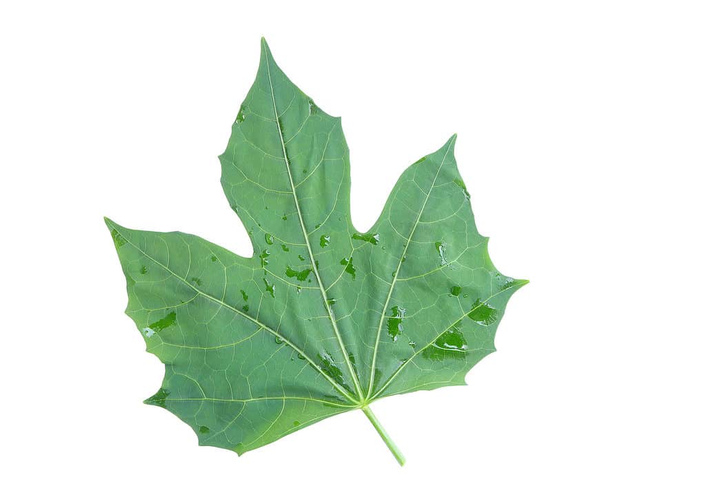 Cnidoscolus aconitifolius, commonly known as chaya, tree spinach, or spinach tree on a white background with clipping path. Top view