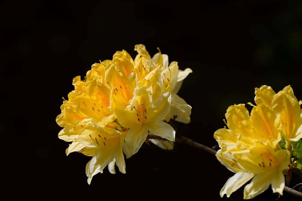 Yellow Azalea, Rhododendron luteum. Flowering plant with large yellow flowers. Yellow flowers close-up against a dark background.