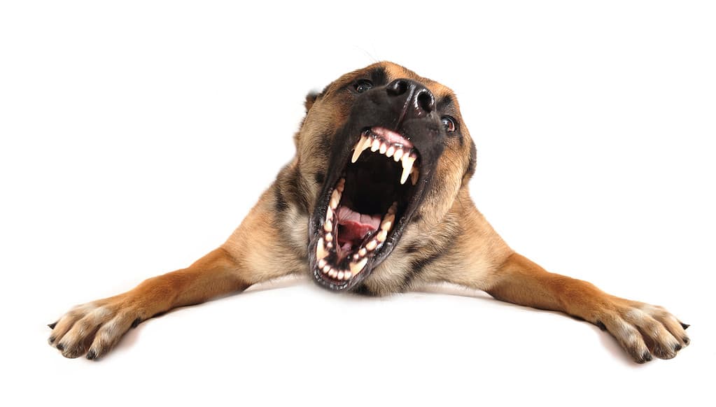 A photo of an angry dog barking