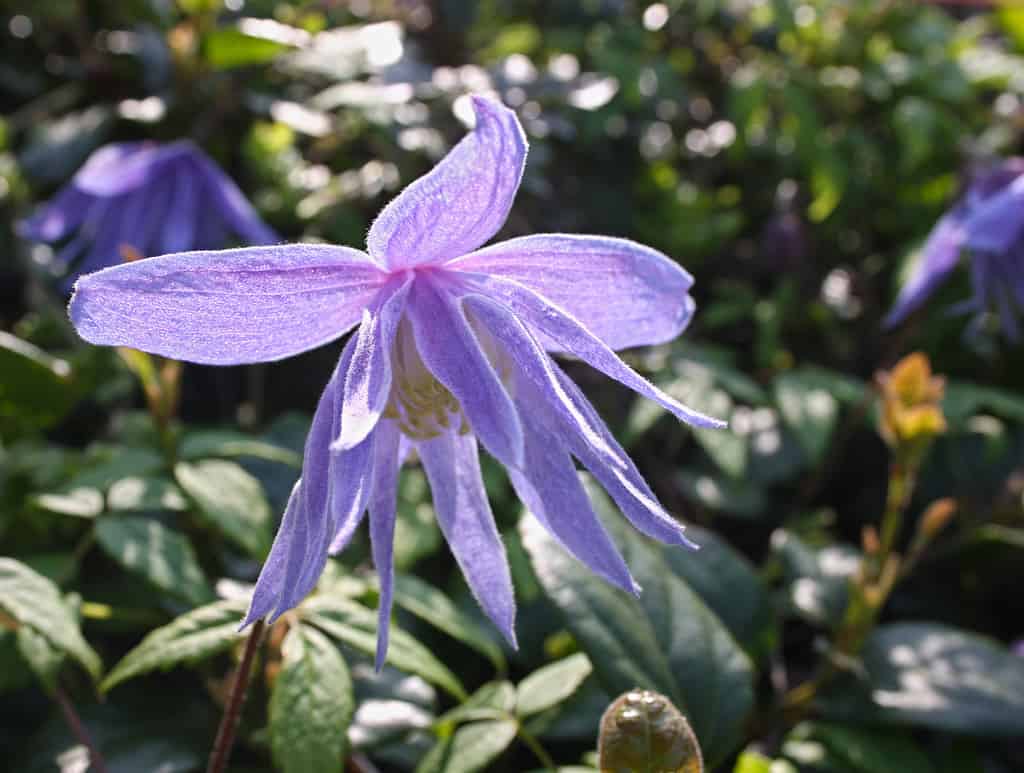 Delicate lilac flower of Clematis macropetala