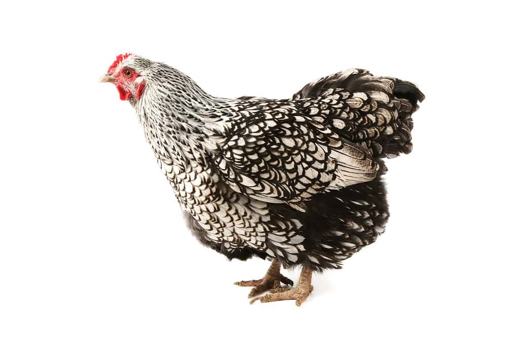 Silver laced wyandotte hen