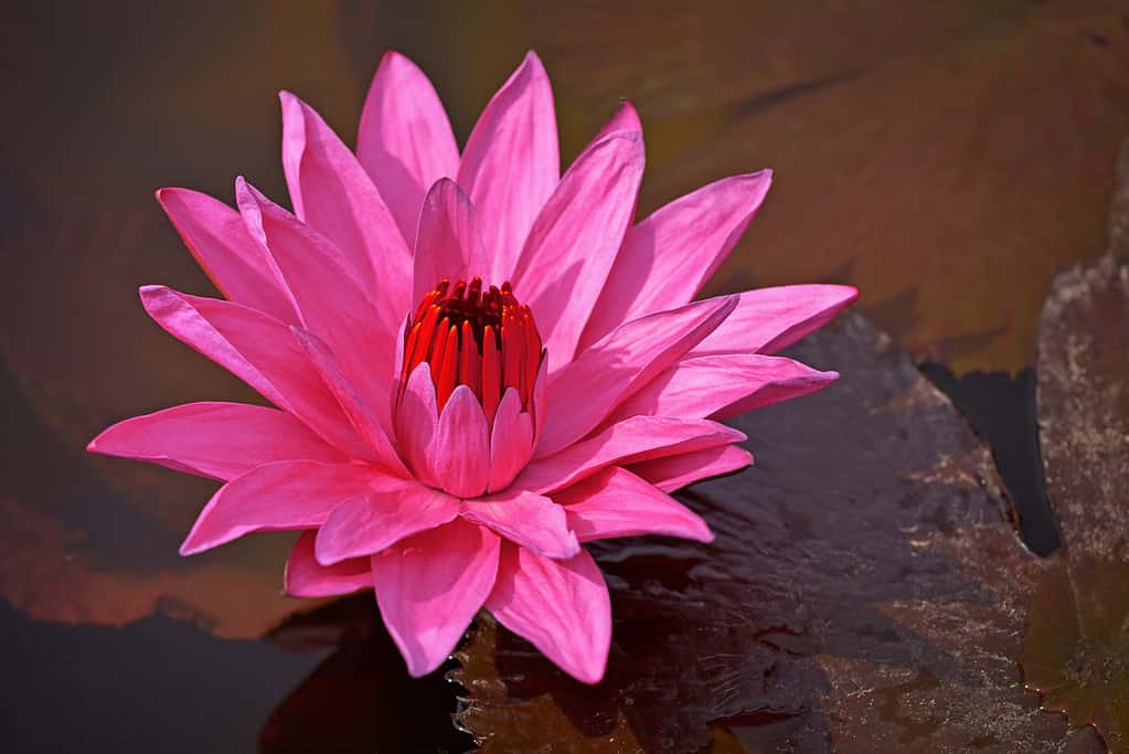 Nymphaea Red Flare - Lotus flower on a pond