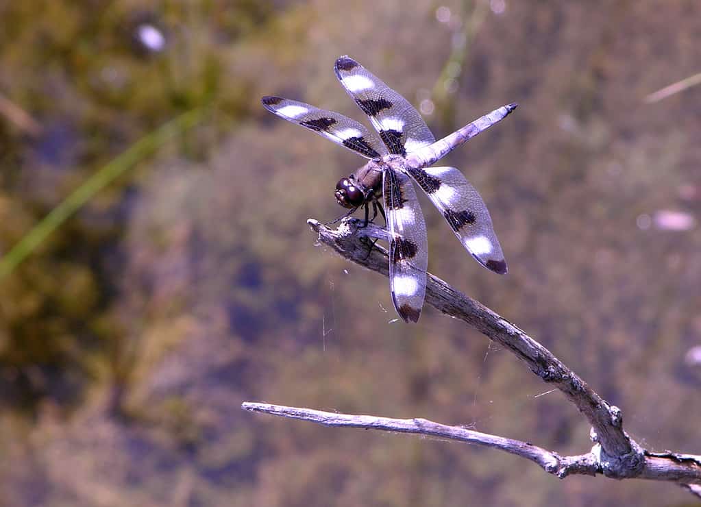 Male Twelve-spotted Skimmer