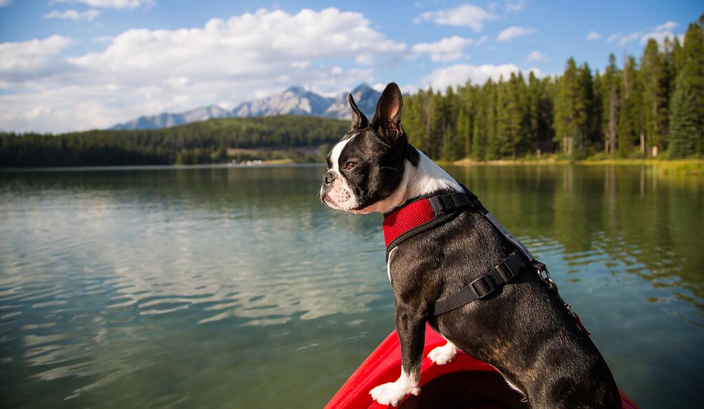 Boston Terrier in Kayak on Lake