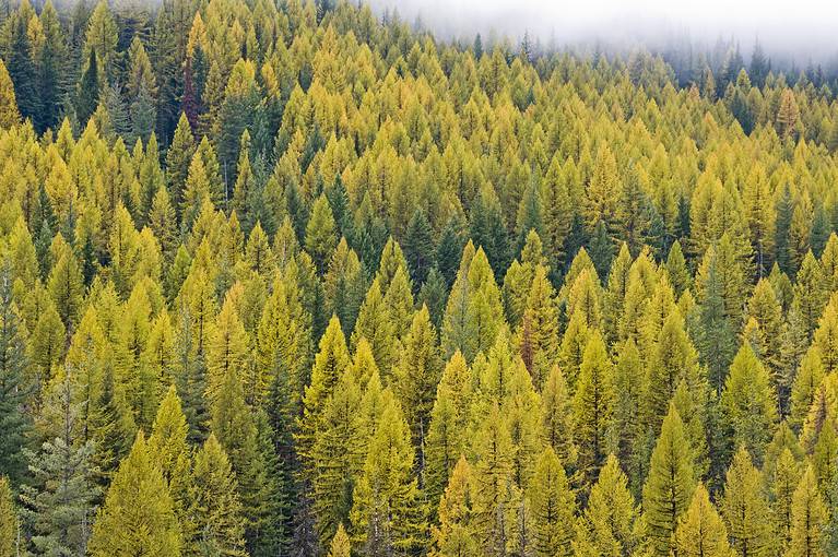 Larch forest in autumn