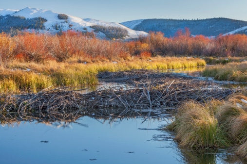 beaver dam on North Platte River