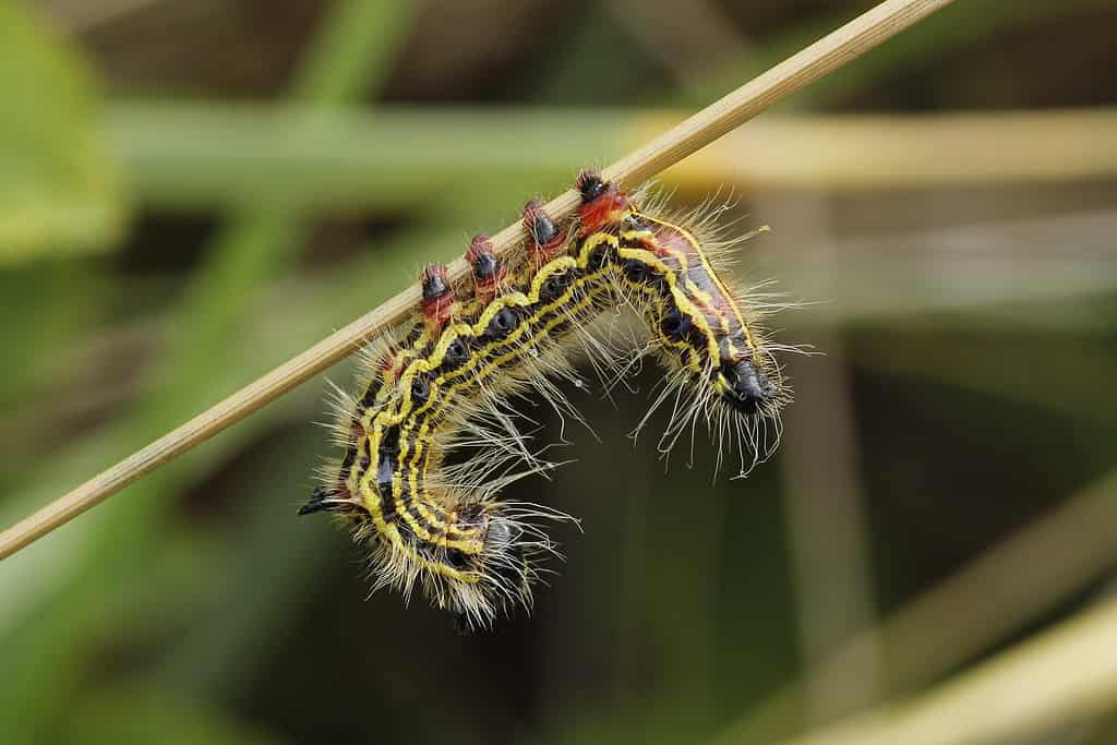 Yellow-necked Caterpillar