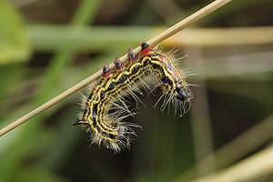 15 Caterpillars Found in Hawaii (6 Are Poisonous) Picture