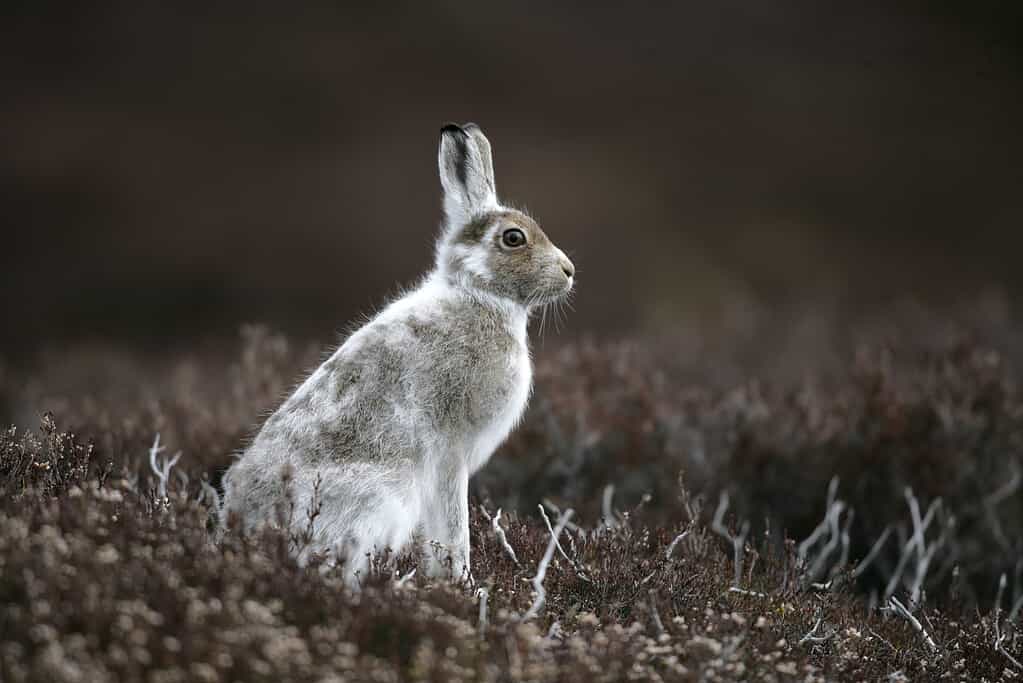 Mountain hare, Lepus timidus
