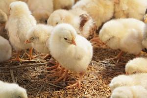 A Chickens Diet: The Importance of Calcium and Protein photo
