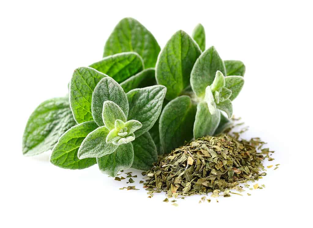 oregano leaves