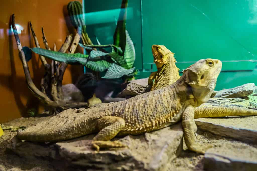 plants for your bearded dragon's home