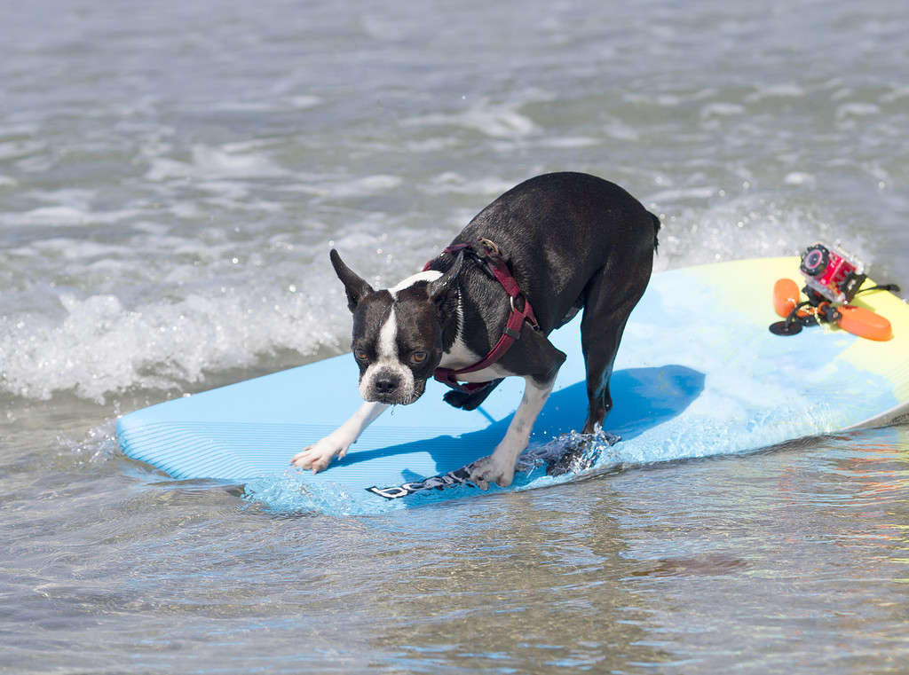 Boston Terrier Surfing the Waves
