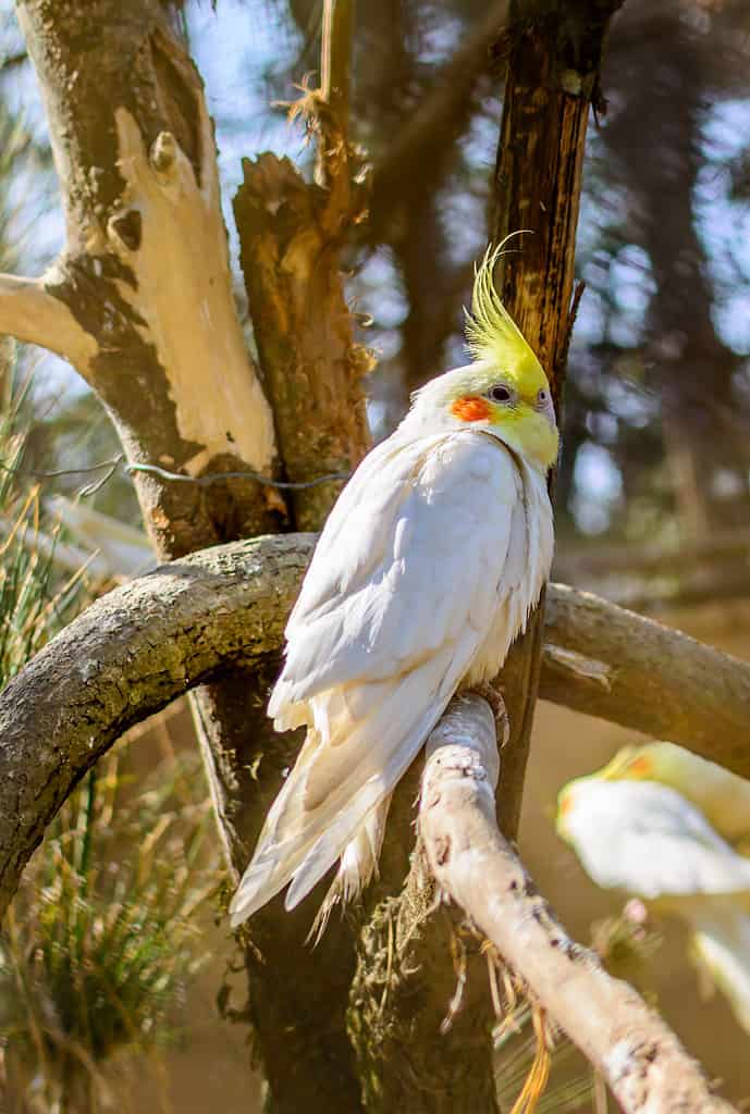 Lutino pearl cockatiel (Nymphicus hollandicus)