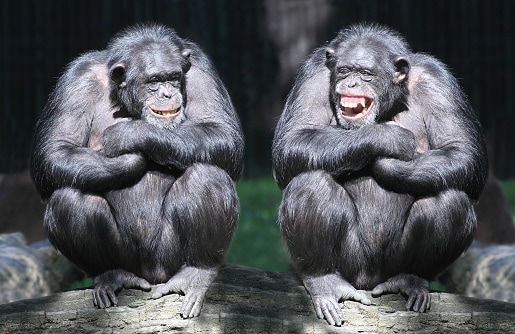 Two smiling chimpanzees sitting on a tree with arms crossed