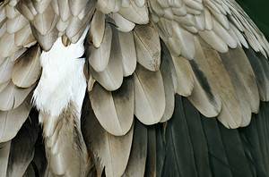 The Spiritual Meaning and Symbolism of Grey and White Feathers Picture