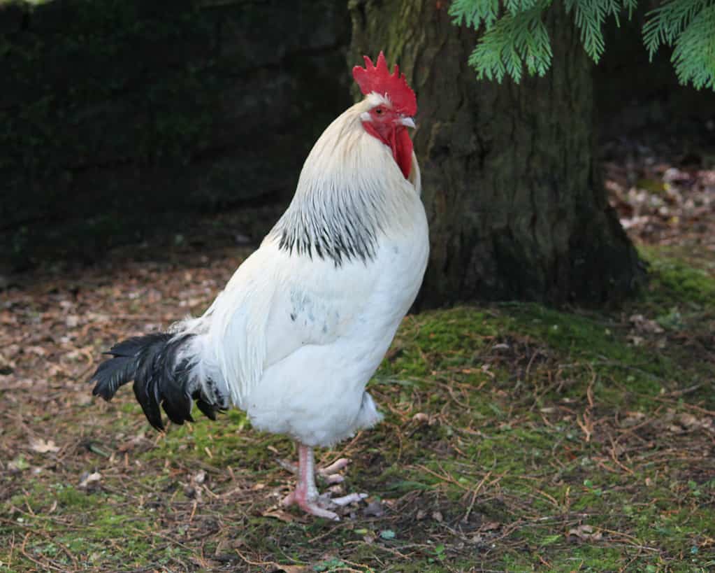 Light Sussex Cockerel