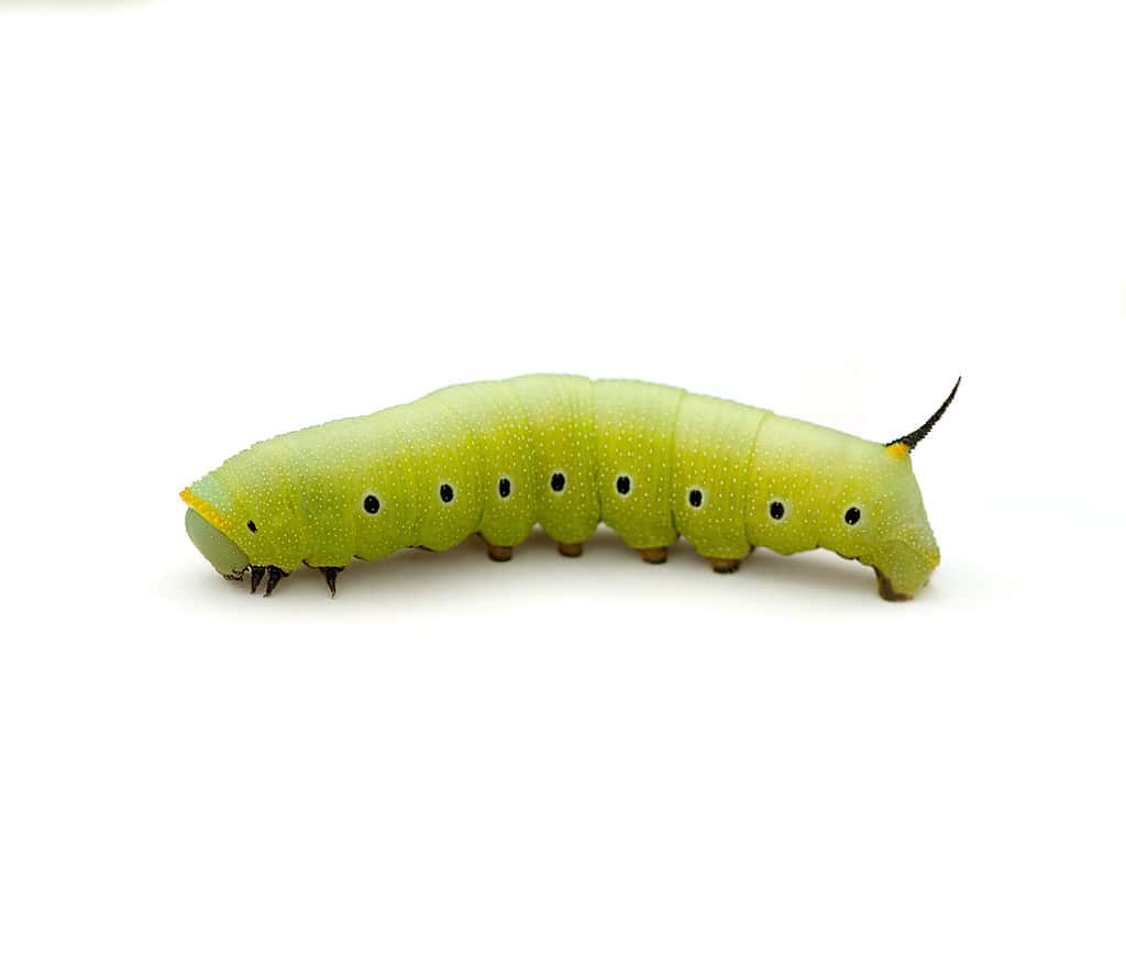 Clearwing Caterpillar