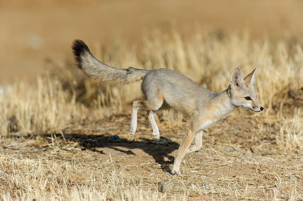 Kit Fox running in the desert 