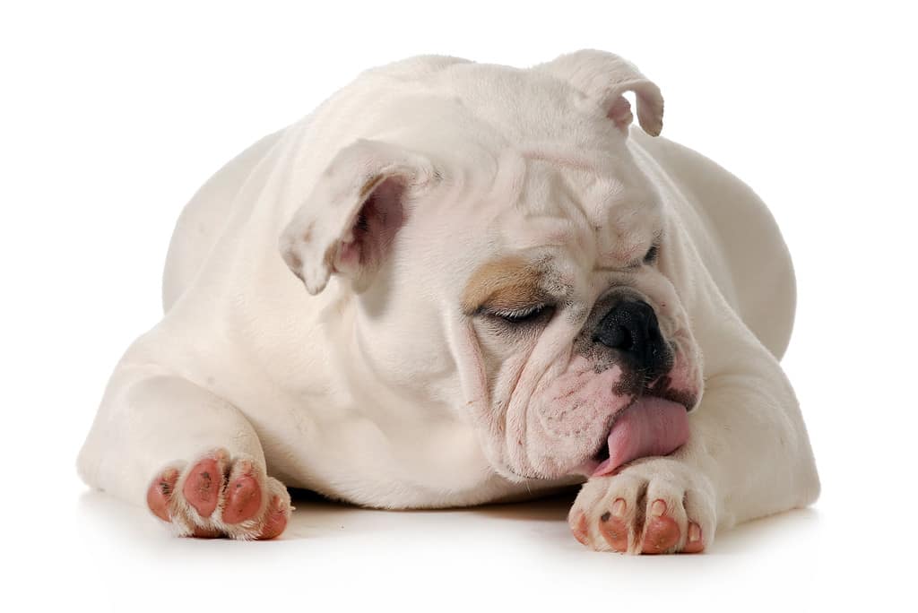 The Most Common Health Issues With English Bulldogs – Forbes Advisor
