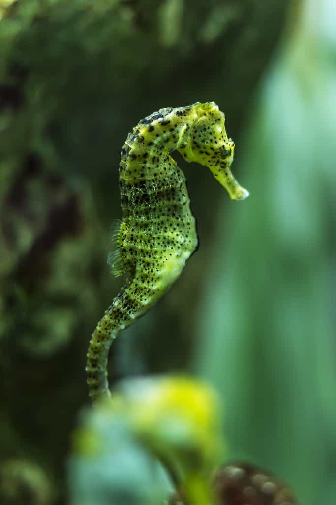A closeup of a Hippocampus kuda Seahorse