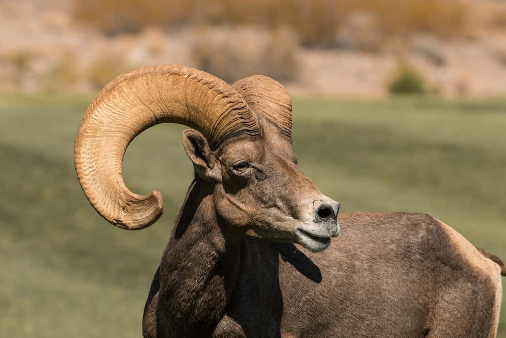 Desert Bighorn Sheep Ram