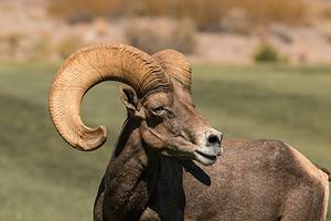 See This Enraged Ram Take On a Punching Bag and Only Get Angrier Every Time It Swings Back Picture