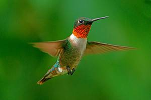 Hummingbirds In Illinois: 7 Types and the Plants They Love Picture