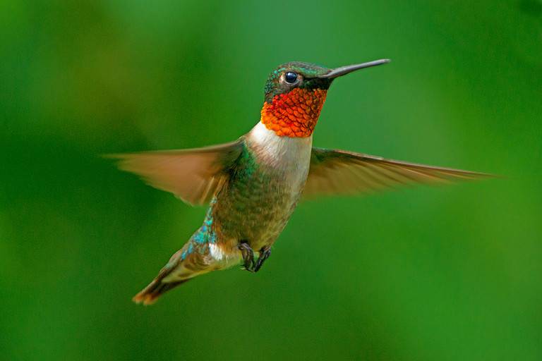 Male Ruby-throated Hummingbird looking for a feeder