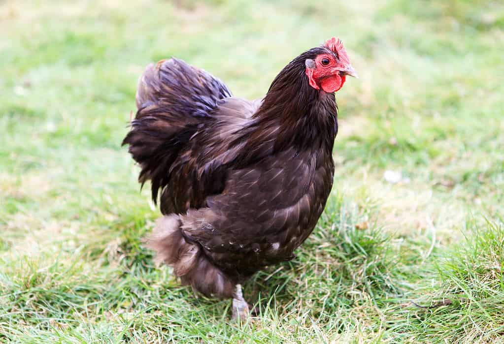 Orpington chicken running in the field