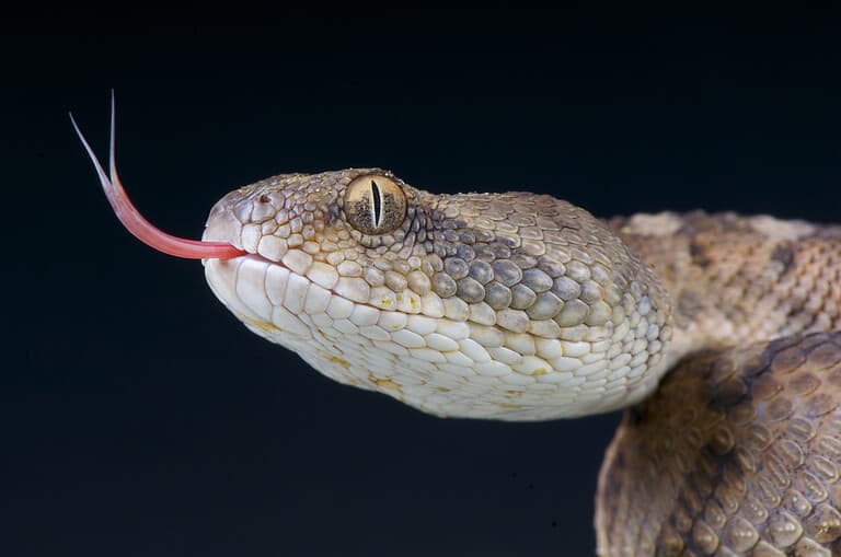 Viper, Snake, Sticking Out Tongue, Flicking, Reptile