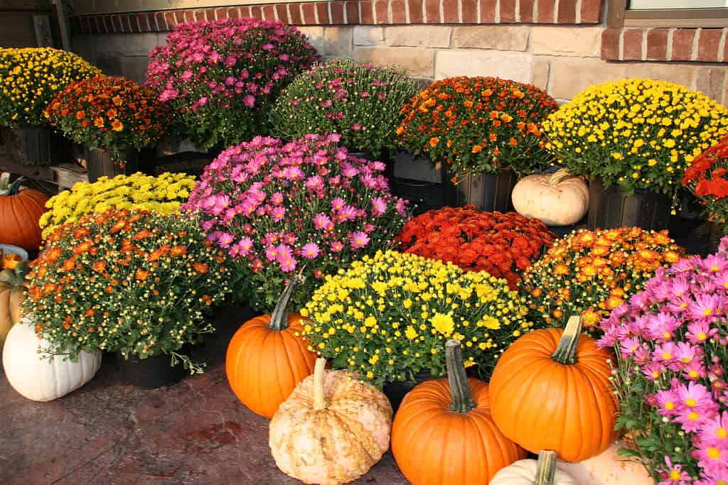 Chrysanthemum, Autumn, Pumpkin, No People, Gourd