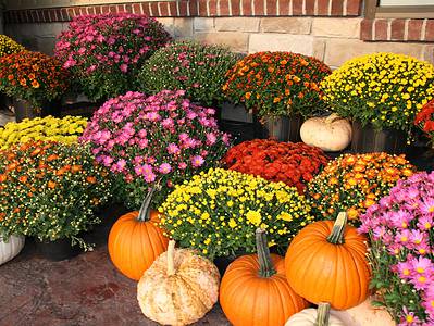 A 7 Things You Should Do to Your Potted Mums After They Bloom