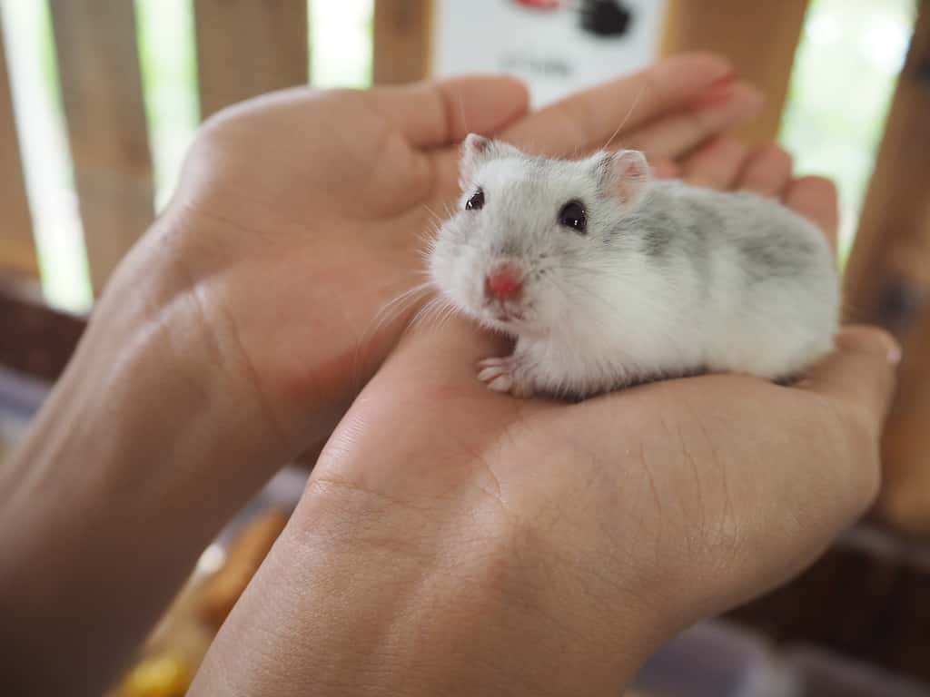 Hamster on two hands